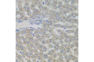 Immunohistochemistry of paraffin-embedded rat liver using VIP antibody (ABIN6292338) (40x lens). (Vip Antikörper)