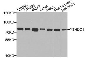 Western blot analysis of extracts of various cell lines, using YTHDC1 antibody. (YTHDC1 Antikörper  (AA 260-500))