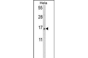 Western blot analysis of SNRPD2 Antibody (N-term) (ABIN390823 and ABIN2841054) in Hela cell line lysates (35 μg/lane). (SNRPD2 Antikörper  (N-Term))