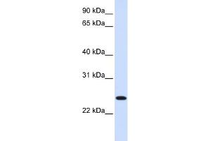 WB Suggested Anti-ORC6L Antibody Titration: 0. (ORC6 Antikörper  (C-Term))