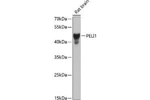 Western blot analysis of extracts of rat brain, using PELI1 antibody (ABIN6132546, ABIN6145436, ABIN6145437 and ABIN6224259) at 1:1000 dilution. (Pellino 1 Antikörper  (AA 1-250))
