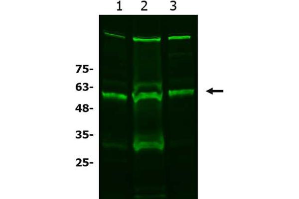 SLC7A11 antibody