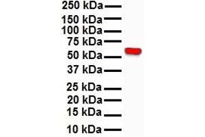 WB Suggested Anti-RIPK3 antibody Titration: 1 ug/mL Sample Type: Human HepG2 (RIPK3 Antikörper  (N-Term))