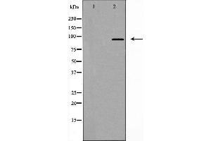 Western blot analysis of extracts from Jurkat cells, using FAM35A/B antibody. (FAM35A Antikörper  (Internal Region))