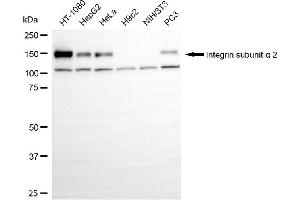 Western blotting analysis using Integrin subunit alpha 2 antibody (ABIN7799060). (Rekombinanter Integrin 2 (Subunit alpha) Antikörper)