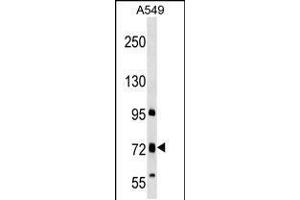 Western blot analysis in A549 cell line lysates (35ug/lane). (Tmc4 Antikörper  (N-Term))
