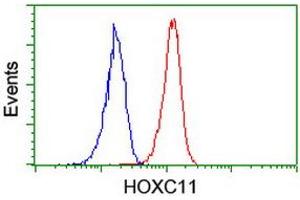 Image no. 2 for anti-Homeobox C11 (HOXC11) (AA 1-304) antibody (ABIN1490737) (HOXC11 Antikörper  (AA 1-304))