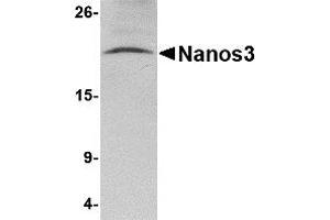 Western Blotting (WB) image for anti-Nanos Homolog 3 (NANOS3) (C-Term) antibody (ABIN1030535)