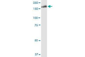 LRRK1 MaxPab polyclonal antibody. (LRRK1 Antikörper  (AA 1-261))