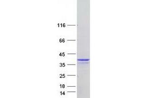 Western Blotting (WB) image for Mortality Factor 4 Like 2 (MORF4L2) (Transcript Variant 5) protein (Myc-DYKDDDDK Tag) (ABIN2726268)
