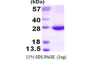 Image no. 1 for RAB31, Member RAS Oncogene Family (RAB31) protein (His tag) (ABIN1098265) (RAB31 Protein (His tag))