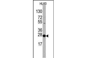 Western blot analysis of anti-EIF4E Antibody (N-term) Pab ((ABIN388675 and ABIN2838633)) in HL60 cell line lysates.