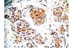 Human pancreas tissue was stained by Rabbit Anti-Augurin (71-107) (Human) Antiserum (C2orf40 Antikörper  (Preproprotein))