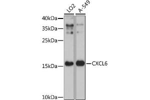 Western blot analysis of extracts of various cell lines, using CXCL6 antibody (ABIN7266316) at 1:3000 dilution. (CXCL6 Antikörper  (AA 38-114))