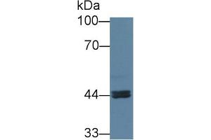 Western Blot; Sample: Human Jurkat cell lysate; Primary Ab: 3µg/ml Rabbit Anti-Human ARNT2 Antibody Second Ab: 0. (ARNT2 Antikörper  (AA 1-209))