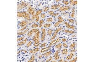 Immunohistochemistry of paraffin embedded mouse kidney using Megalin (ABIN7074514) at dilution of 1:1000 (400x lens) (LRP2 Antikörper)
