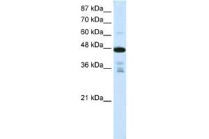 WB Suggested Anti-PRMT2 Antibody Titration:  0.