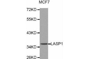 Western blot analysis of extracts of MCF7 cell line, using LASP1 antibody. (LASP1 Antikörper  (AA 130-205))