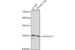 Western blot analysis of extracts of various cell lines, using Syntaxin 4 Rabbit mAb (ABIN7270687) at 1:1000 dilution. (Syntaxin 4 Antikörper)