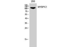 Western Blotting (WB) image for anti-Myosin Binding Protein C, Slow Type (MYBPC1) (Internal Region) antibody (ABIN3176165) (MYBPC1 Antikörper  (Internal Region))
