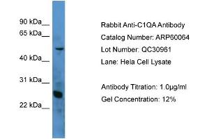 WB Suggested Anti-C1QA  Antibody Titration: 0.