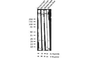 Western blot analysis of Phospho-CHOP (Ser30) expression in various lysates (DDIT3 Antikörper  (pSer30))