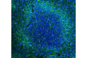 IF analysis of Cd2 using anti-Cd2 antibody (ABIN7601386). (CD2 Antikörper  (AA 34-330))