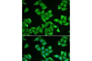 Immunofluorescence analysis of U2OS cells using COX5A Polyclonal Antibody (COX5A Antikörper)
