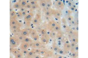 Used in DAB staining on fromalin fixed paraffin-embedded liver tissue (AGMAT Antikörper  (AA 205-347))