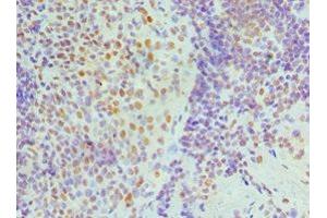 Immunohistochemistry of paraffin-embedded human tonsil tissue using ABIN7161690 at dilution of 1:100 (NONO Antikörper  (AA 1-300))
