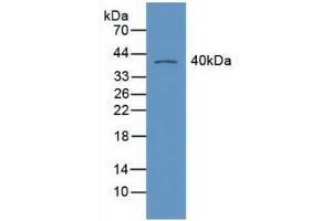 Detection of RXRg in Mouse Heart Tissue using Polyclonal Antibody to Retinoid X Receptor Gamma (RXRg) (Retinoid X Receptor gamma Antikörper  (AA 12-220))