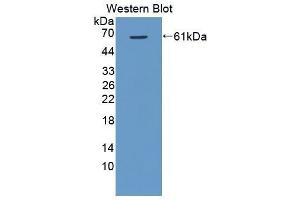 Western Blotting (WB) image for anti-VEGF Receptor 2 (VEGFR2) (AA 8-290) antibody (ABIN1863291) (VEGFR2/CD309 Antikörper  (AA 8-290))