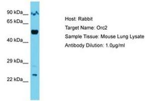 Image no. 1 for anti-Origin Recognition Complex Subunit 2 (ORC2) (AA 382-431) antibody (ABIN6750366) (ORC2 Antikörper  (AA 382-431))