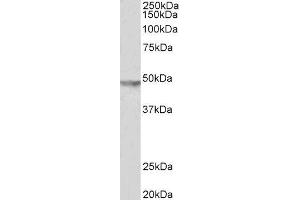 ABIN2562824 (2µg/ml) staining of Human Brain (Substantia Nigra) lysate (35µg protein in RIPA buffer). (KCNJ6 Antikörper  (C-Term))