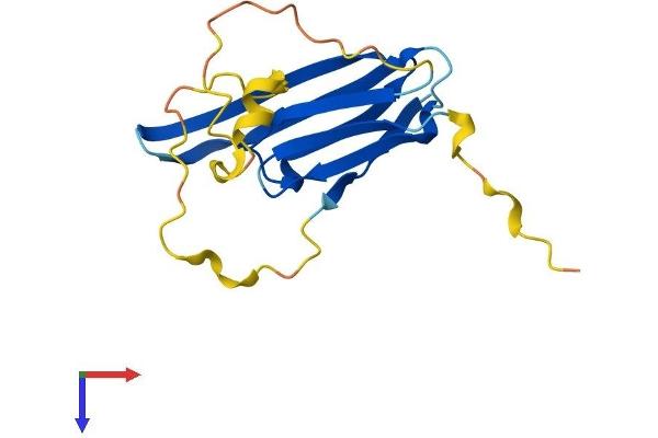 HSPB6 Protein (AA 1-160) (His tag)