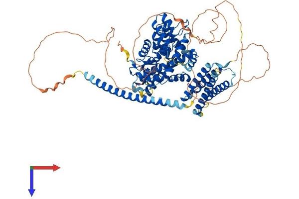 GIT1 Protein (GIT1) (AA 1-761) (His tag)