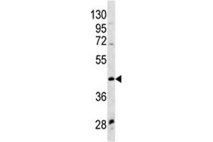 WNT9A antibody western blot analysis in NCI-H460 lysate