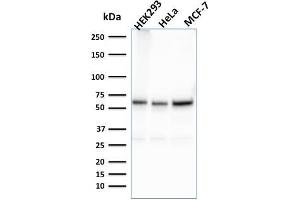 Western Blot Analysis of HEK293, HeLa, MCF-7 cell lysates using Purified FAF1 Mouse Monoclonal Antibody (CPTC-FAF1-2). (FAF1 Antikörper)