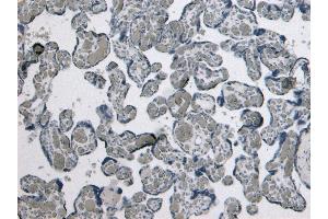 (ABIN185465) Negative Control showing staining of paraffin embedded Human Placenta, with no primary antibody. (GDF15 Antikörper  (C-Term))