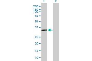 Western Blot analysis of XRCC2 expression in transfected 293T cell line by XRCC2 MaxPab polyclonal antibody. (XRCC2 Antikörper  (AA 1-280))