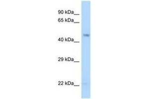 Image no. 1 for anti-Guanine Deaminase (GDA) (AA 30-79) antibody (ABIN6748002) (GDA Antikörper  (AA 30-79))