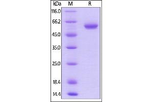 SDS-PAGE (SDS) image for Butyrophilin, Subfamily 3, Member A1 (BTN3A1) (AA 30-254) protein (Fc Tag,AVI tag,Biotin) (ABIN5954976)
