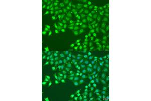 Immunofluorescence analysis of U2OS cells using HLF antibody (ABIN1873036) at dilution of 1:100.
