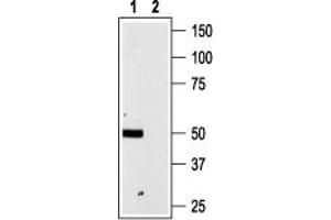 anti-Purinergic Receptor P2X, Ligand-Gated Ion Channel, 4 (P2RX4) (AA 370-388), (Intracellular) antibody