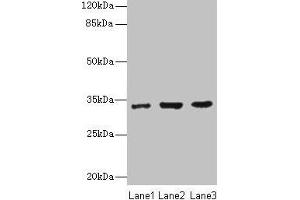NAPA Antikörper  (AA 1-295)