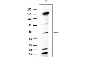 anti-Trophoblast Glycoprotein (TPBG) (C-Term) antibody