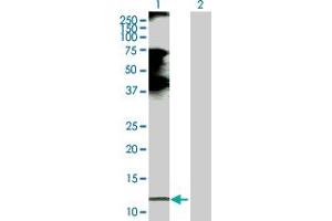 Western Blot analysis of CCL21 expression in transfected 293T cell line by CCL21 MaxPab polyclonal antibody. (CCL21 Antikörper  (AA 1-134))