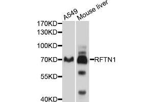 Western blot analysis of extracts of various cell lines, using RFTN1 antibody (ABIN5998690) at 1/1000 dilution. (RFTN1 Antikörper)