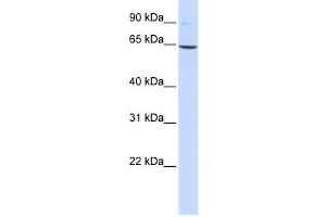 Western Blotting (WB) image for anti-Leukotriene A4 Hydrolase (LTA4H) antibody (ABIN2459740) (LTA4H Antikörper)
