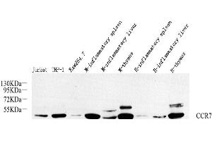 Western Blot analysis of various samples using CCR7 Polyclonal Antibody at dilution of 1:800. (CCR7 Antikörper)